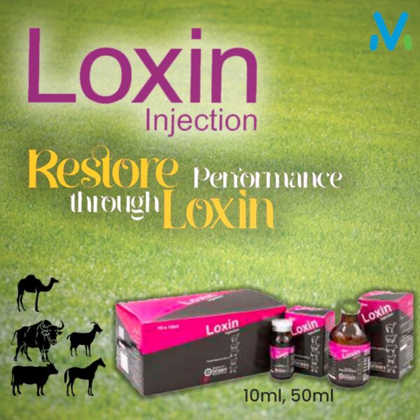 LOXIN INJECTION - Image 2